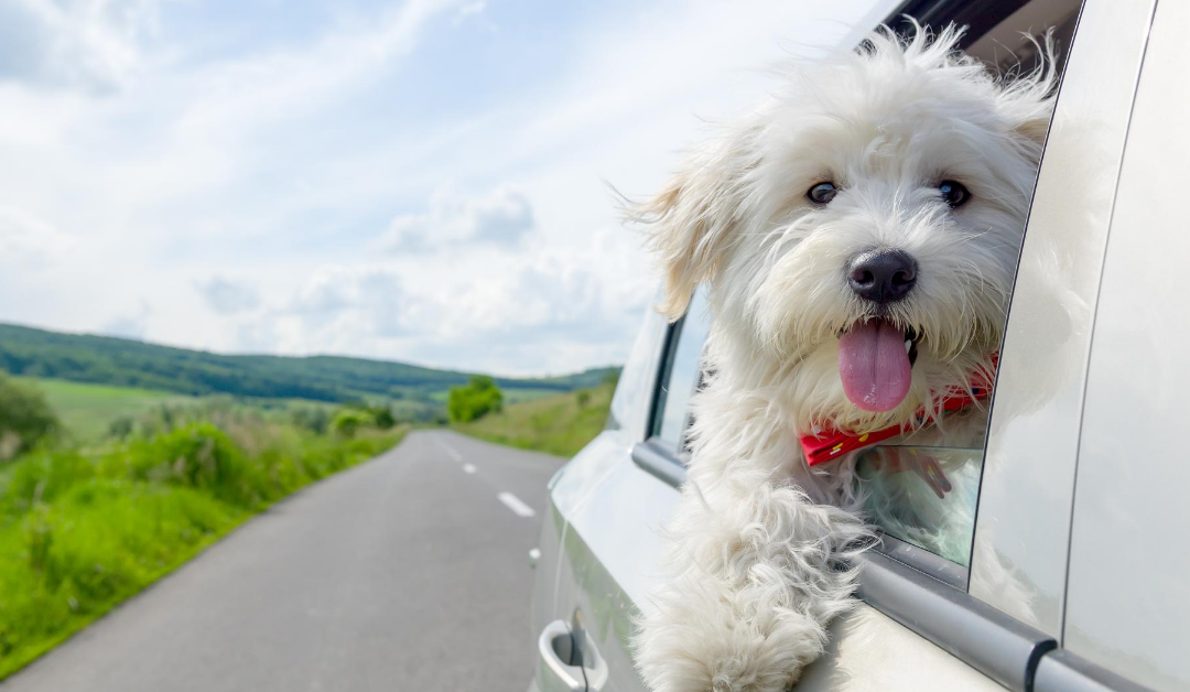 Road Tripping With Your Pet? Read These 5 Tips First