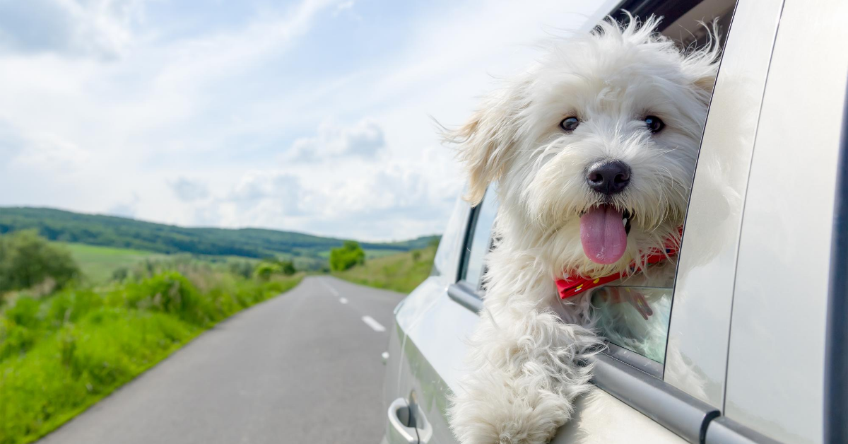 Dog in Car Roadtripping Safety with Pets