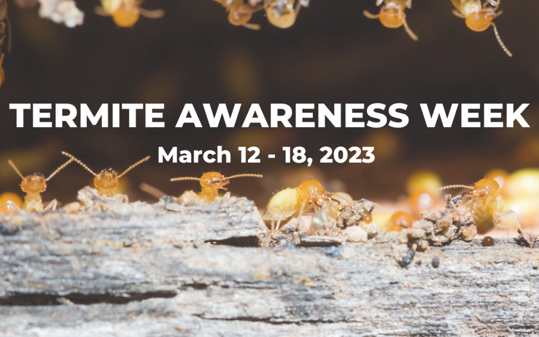 Termite Awareness Week – March 12 – 18, 2023